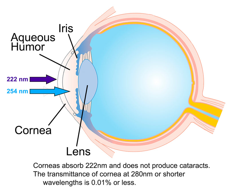 Far-UV does not penetrate the cornea
