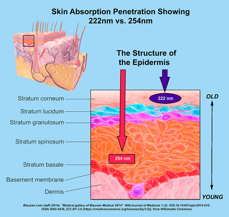 Far-UV does not penetrate the stratum corneum