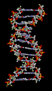 DNA in 3D